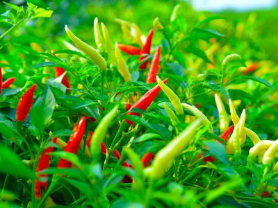 我國辣椒的六大產(chǎn)區(qū)介紹